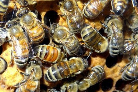 В геноме необщительных пчел нашли сходство с геномом аутистов