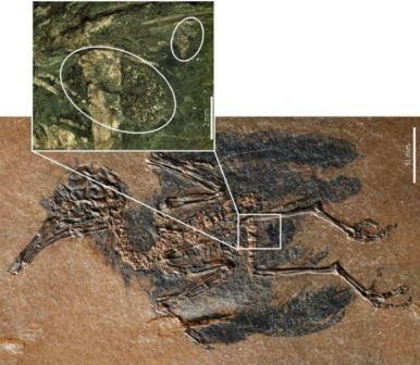 В германии найдена древнейшая птица-опылитель