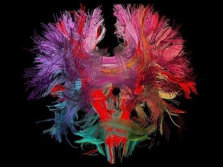 В головном мозге мышей найдены нейроны, связанные с тревогой и страхом