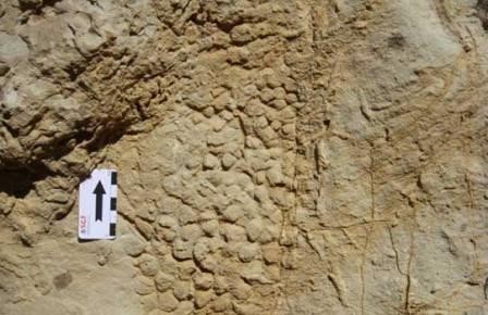В испании нашли лежку последнего динозавра европы