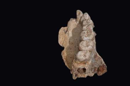 В израиле обнаружены древнейшие останки людей за пределами африки