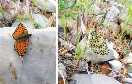 В израиле открыли новый вид бабочек