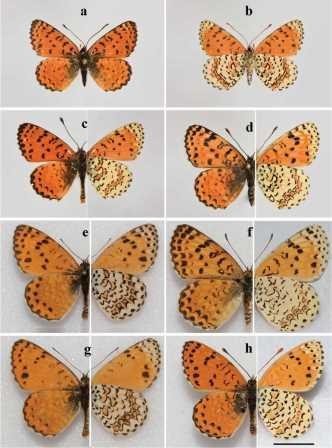 В израиле открыли новый вид бабочек