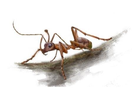 В янтаре найден «муравей-единорог»