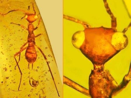 В янтаре найдено необычное древнее насекомое