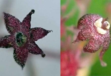 В японии найдено растение, произрастающее под землей и паразитирующее на грибах