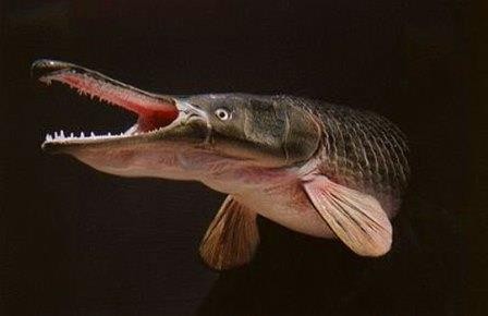 В эволюции рыб все оказалось не просто