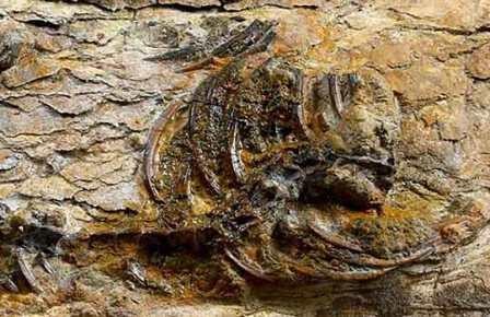 В южной корее обнаружили крошечного динозавра