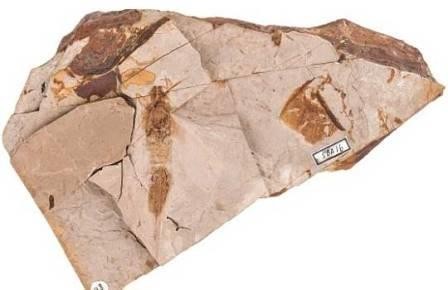 В канадском палеогене найден гигантский рогохвост