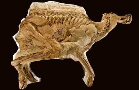 В кишечнике динозавра обнаружены окаменевшие глисты