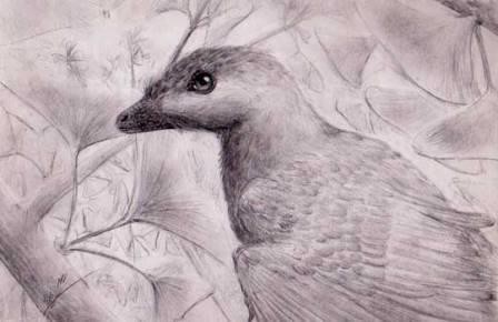 В китае найдены две новых ископаемых птицы