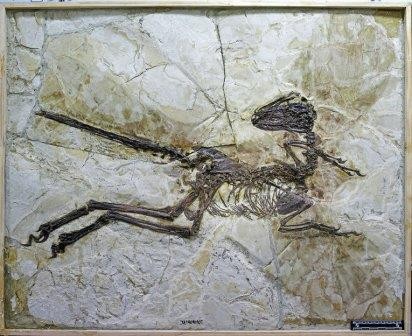 В китае нашли двухметрового пернатого динозавра с крыльями