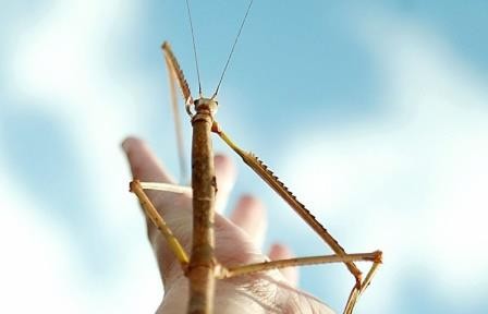 В китае обнаружено самое длинное насекомое в мире — палочник длиной более 62 см