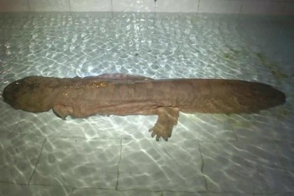 В китае обнаружили исполинскую саламандру. видео