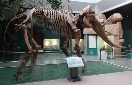 В китае обнаружили кости древнего родственника слонов возрастом 6 млн лет