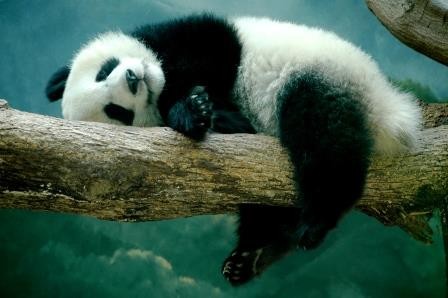 В китае панда притворилась беременной, чтобы получить больше булочек