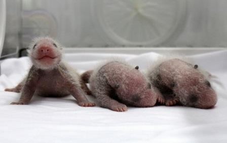 В китае у панды родились тройняшки