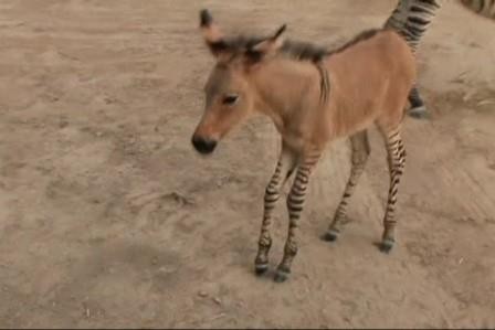 В мексиканском зоопарке родился редчайший гибрид осла и зебры. видео
