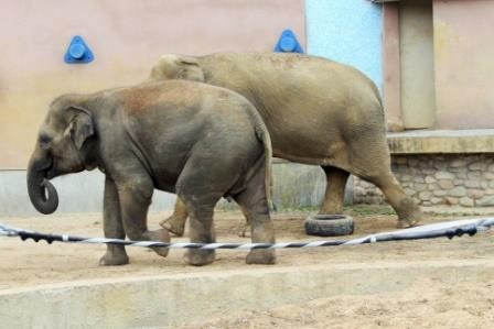 В московском зоопарке откроют музей слонов
