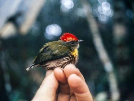 В перу новый вид птиц обнаружен по голосу