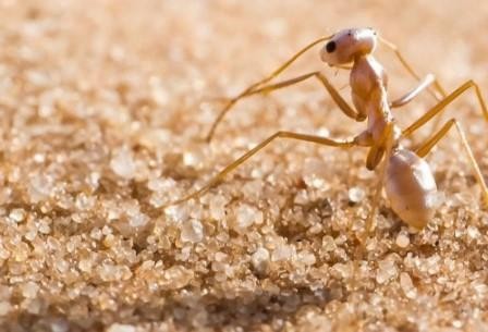 В самую смертельную жару муравьев спасает серебристая «шерсть»