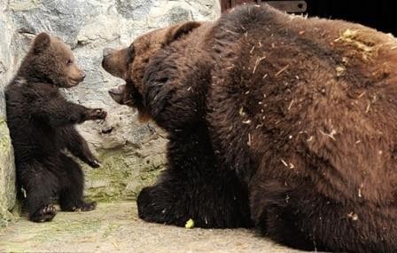 В швейцарском зоопарке сотрудники убили ни в чем не повинного медвежонка