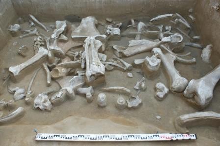 В сибири нашли уникальные отложения костей мамонтов