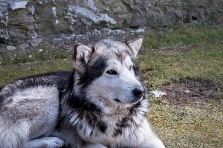 В сибири нашли возможные древнейшие свидетельства одомашнивания собак