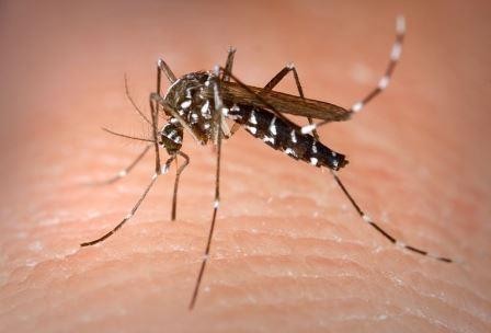 В сша будут бороться с комарами с помощью бактерий