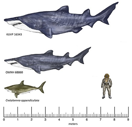 В сша нашли крупнейшую акулу эпохи динозавров