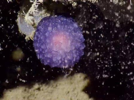 В водах тихого океана обнаружен загадочный пурпурный шар