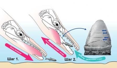 В зубах древнего кита нашли секрет его эволюции