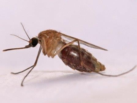 Вакцина от малярии: неужели да