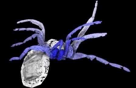 Во франции найден предок пауков