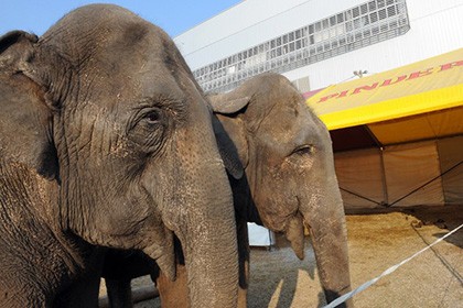 Во франции создадут дом престарелых для слонов
