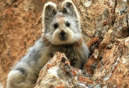 «Волшебный кролик» замечен в горах тянь-шаня
