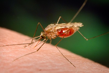 Возбудитель малярии делает запах человека привлекательным для комаров