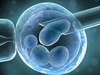 Впервые клонированы клетки взрослого человека