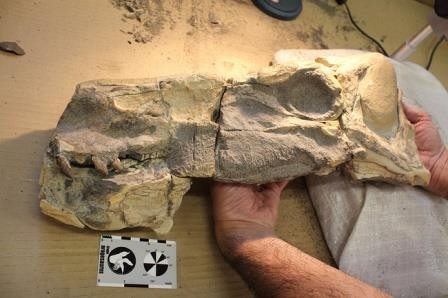 Впервые найдено содержимое желудка динозавра юрского периода