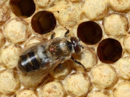 Враги пчел используют химическую маскировку