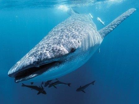 Выделенная из воды днк раскрывает тайны китовых акул