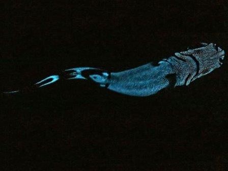 Выяснены причины свечения глубоководных акул