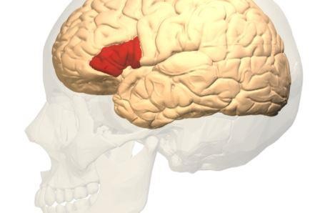 Заикание связано с недостатком кровоснабжения в одном из отделов мозга