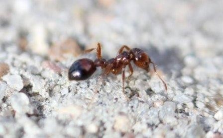 Заменители сахара победят огненных муравьев