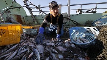 Запрет на дрифтерный промысел в российских водах: удар по нэмуро, который лишился лосося и форели - «экономика»