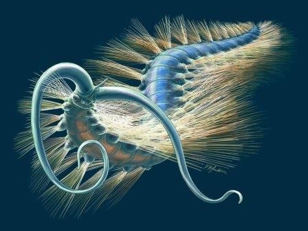 Живший более 500 миллионов лет назад червь был обнаружен палеонтологами