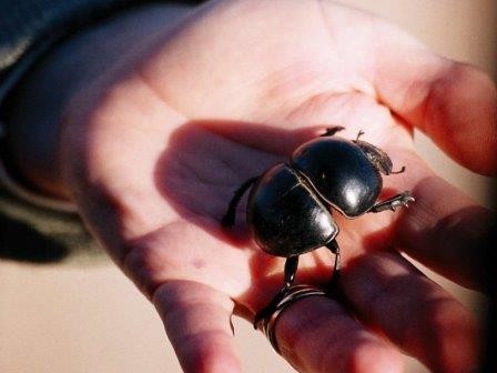 Жуки-навозники помогут определять видовой состав животных в заповедниках