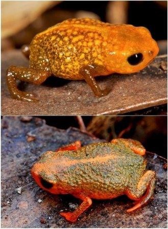 Зоологи нашли в лесах бразилии семь видов ярких нано-жаб