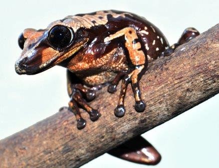 Зоологи обнаружили два вида лягушек с ядовитым «ирокезом»