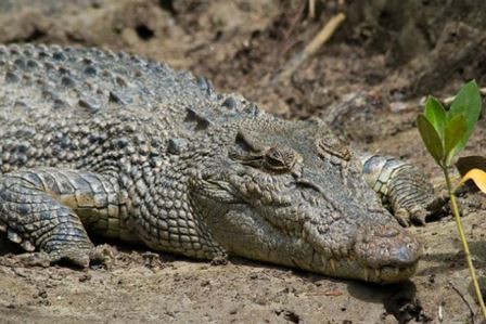 Зоологи выяснили, что крокодилы спят с открытым глазом